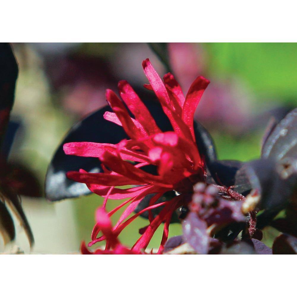 Vigoro 2 Gal. Ever Red Loropetalum Evergreen Shrub with Purple Foliage Red Ribbon Blooms 11386