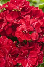 4-Pack， 4.25 in. Grande Boldly Dark Red Geranium (Pelargonium) Live Plant， Red Flowers