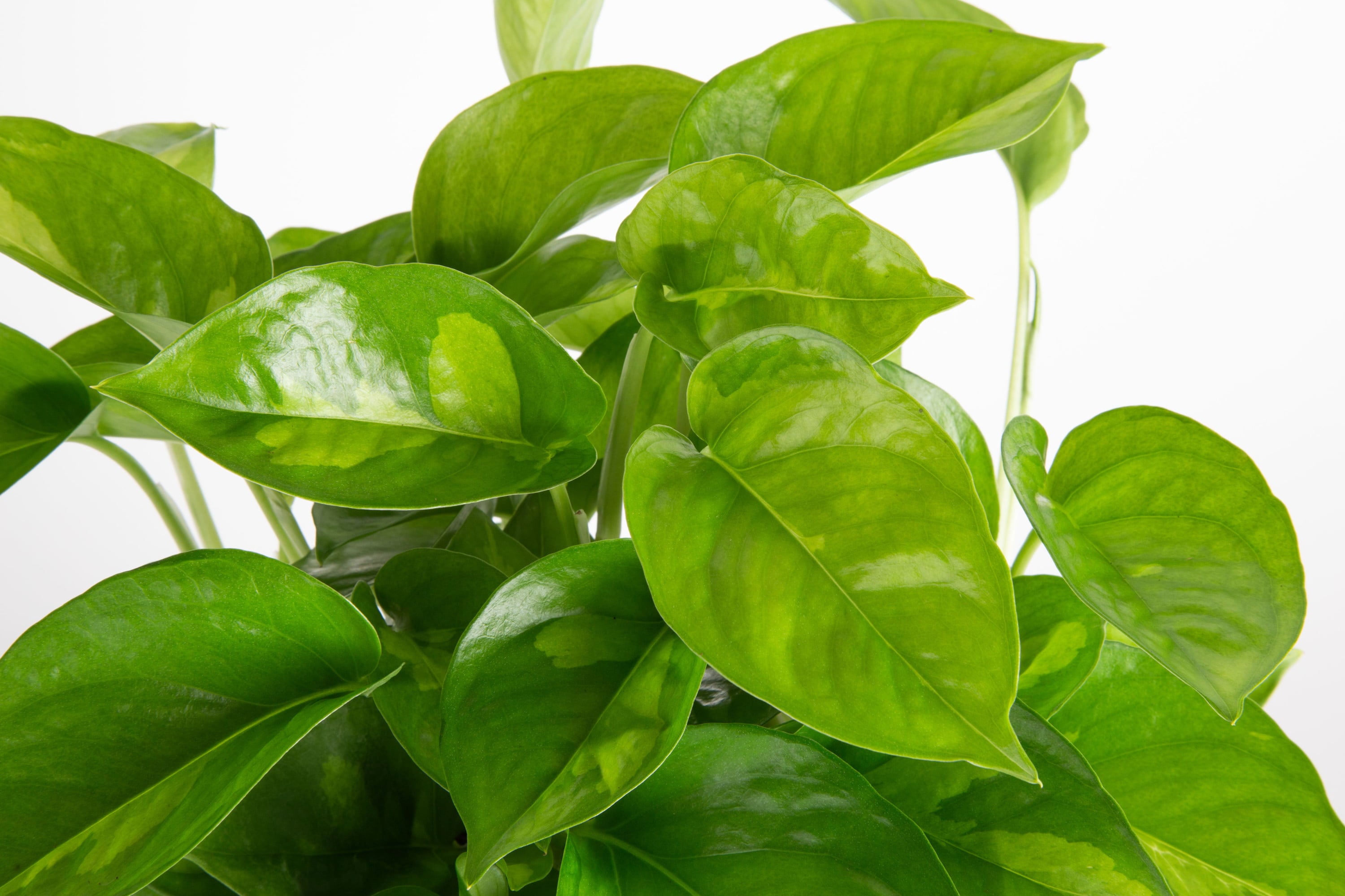 Costa Farms Trending Tropicals Live Indoor 12in. Tall Green Global Green Pothos; Medium， Indirect Light Plant in 6in. Mid-Century Modern Planter