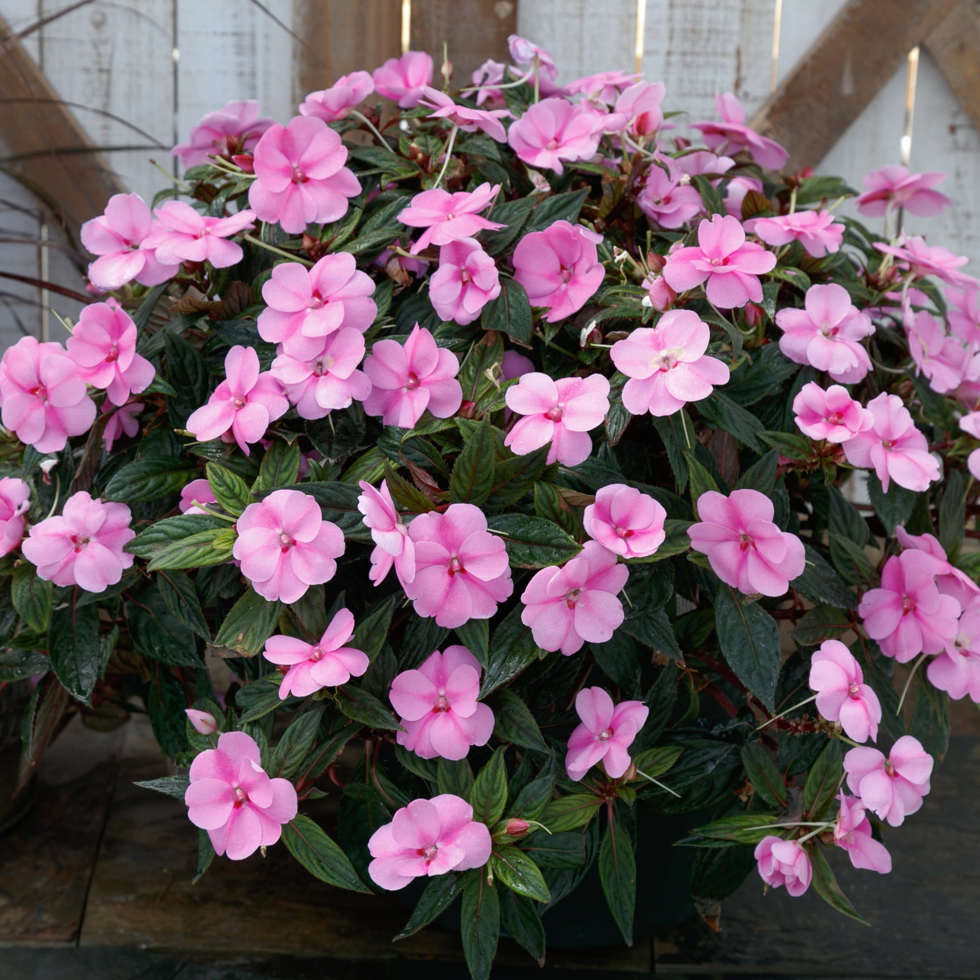 Impatiens Jumbo Splash Vigorous Lavender 3- piece