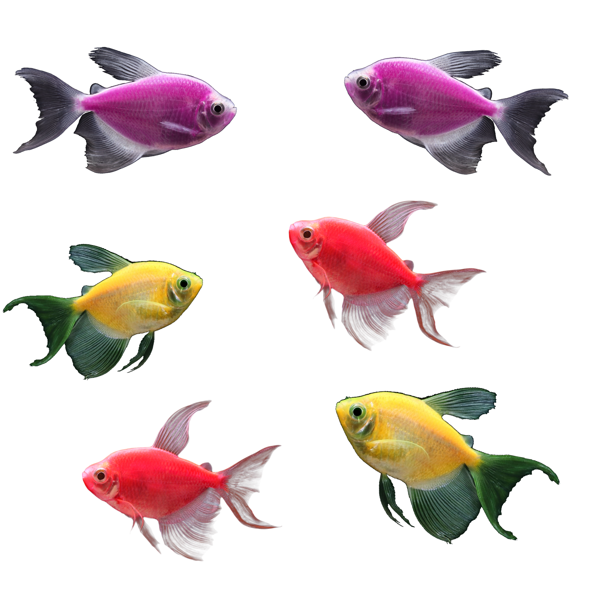 GloFish®Long-Fin White Skirt Tetra Sunset 6ct Live Fish Assortment