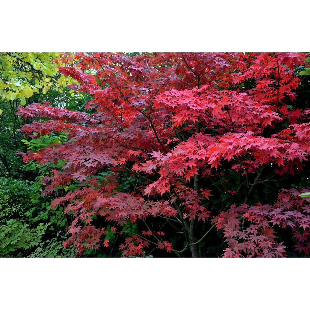 BELL NURSERY 3 Gal. Bloodgood Japanese Maple Live Tree with Attractive Red Foliage (1-Pack) MAPLE3BDJ1PK