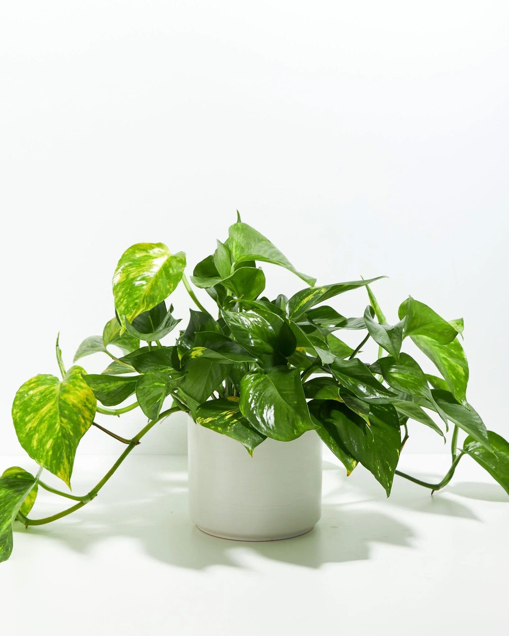 Lively Root Golden Pothos Kit