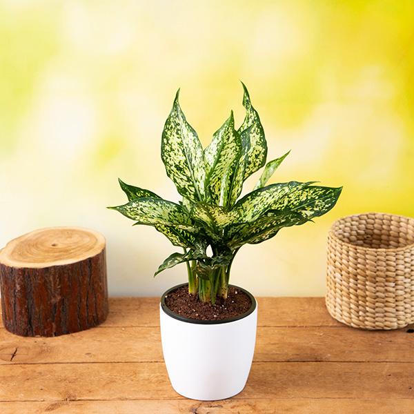 Aglaonema costatum, Chinese Evergreen (Green) - Plant