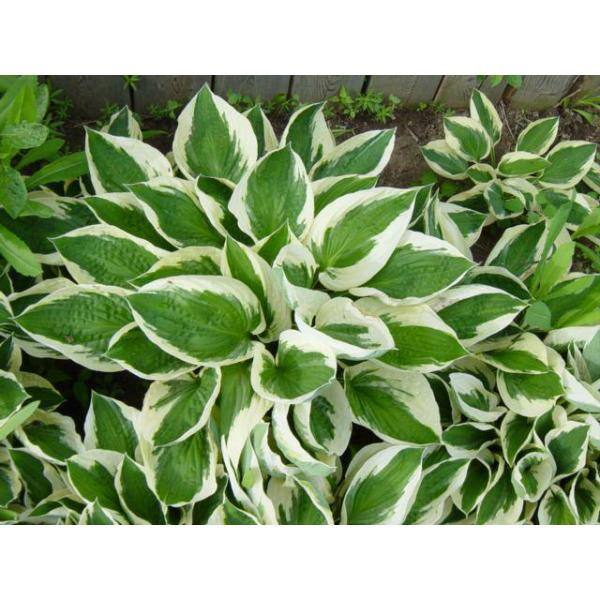 BELL NURSERY 1 Qt. Variegated Hosta Mix Live Perennial Plant (Pack of 4) HOSTAQTVG4PK