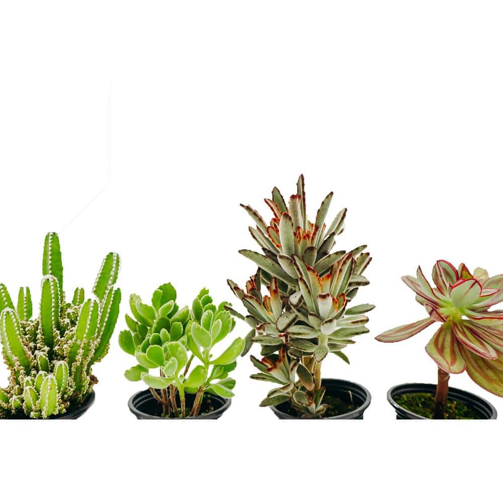 3.5 in. Assorted Succulent Plants Growers Choice (4-Pack) 30946