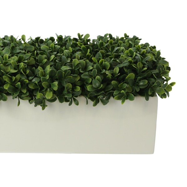 UV Rated Outdoor Boxwoods Arranged in a Rectangular Planter