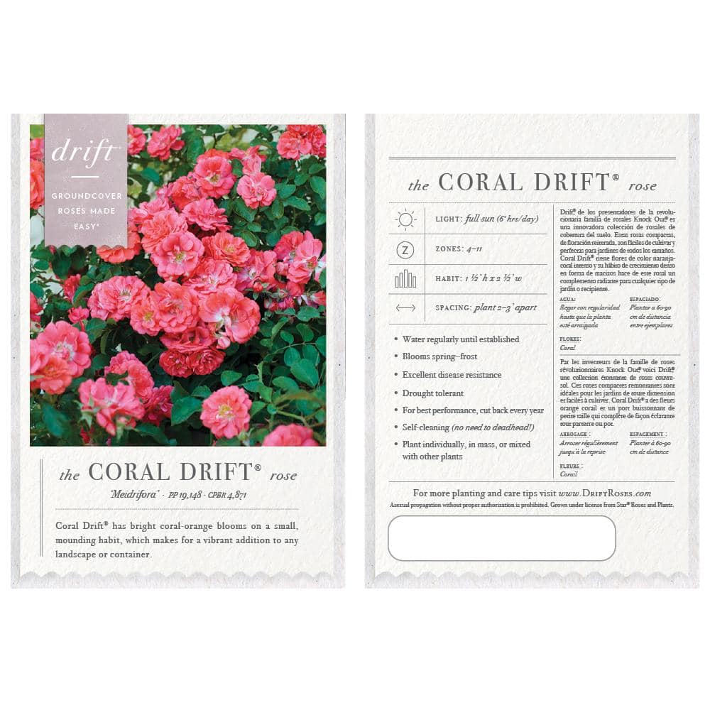 Drift 1 Gal. Coral Drift Rose Bush with Coral Flowers 19751