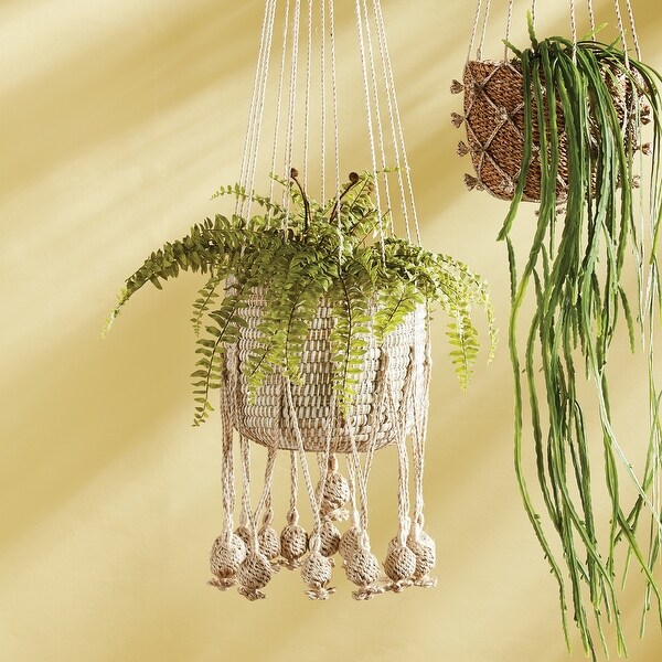 Boston Fern DropIn 16