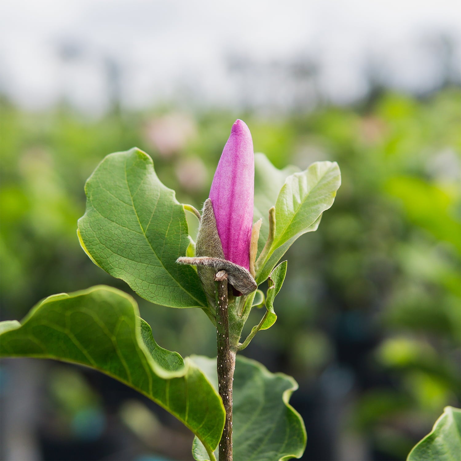 3 Gal. Ann Magnolia - Showy Flowers - Late Blooming