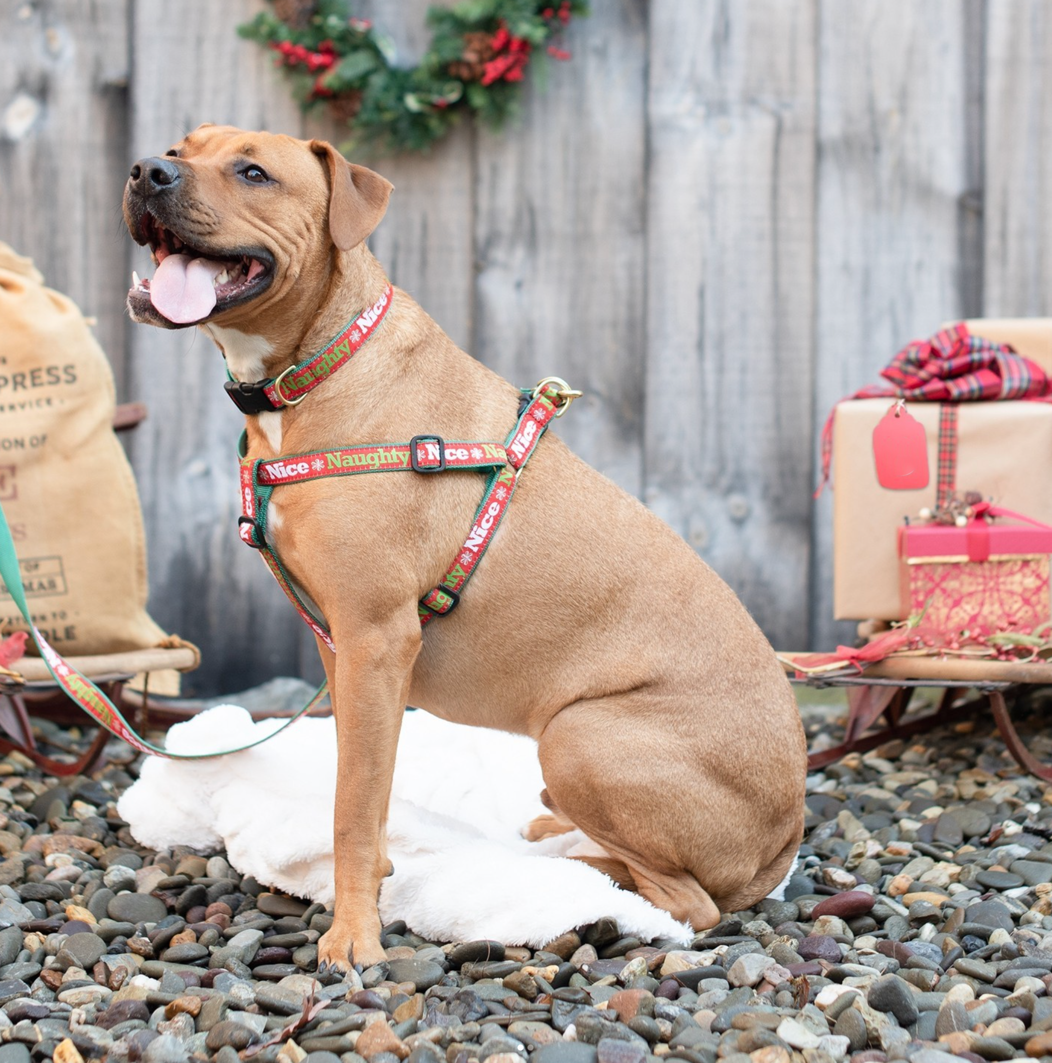 Collar | Naughty or Nice