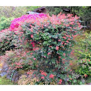 Online Orchards 1 Gal. Pacific Evergeen Huckleberry Plant SBVC010