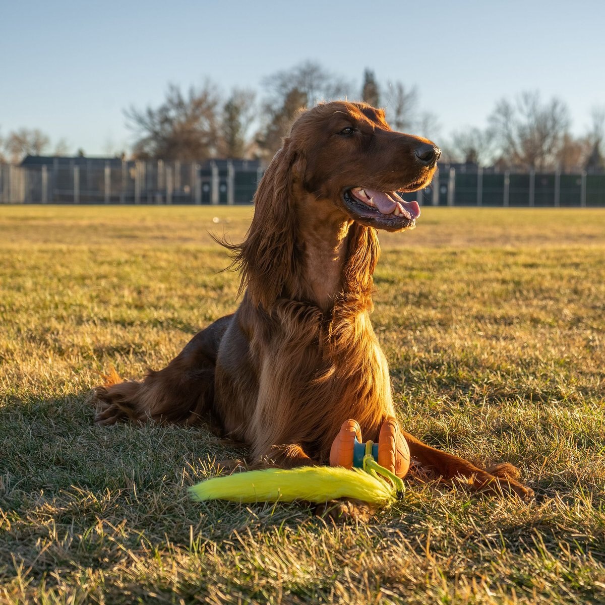 Outward Hound Replacement Tails for Tail Spinner Chase Dog Toy， Yellow