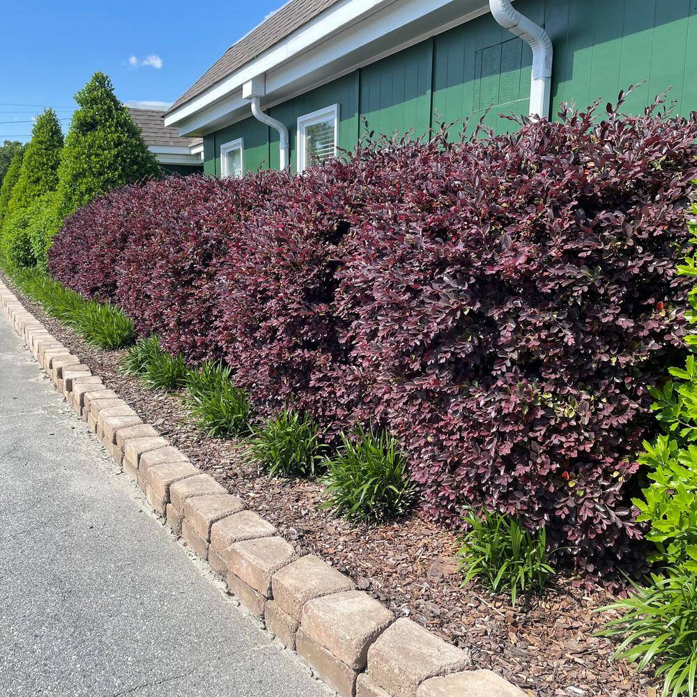 Baucom's 2 Gal. Red Diamond Loropetalum Shrub with Burgundy Foliage and Pink Flowers 14376