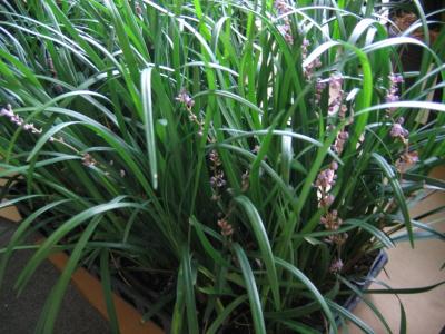 Classy Groundcovers - Liriope muscari 'Emerald Goddess'  {25 Pots - 3 1/2 inch Square}