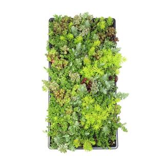 SMART PLANET 10 in. x 20 in. Multi-Color Sedum Mat 0872451