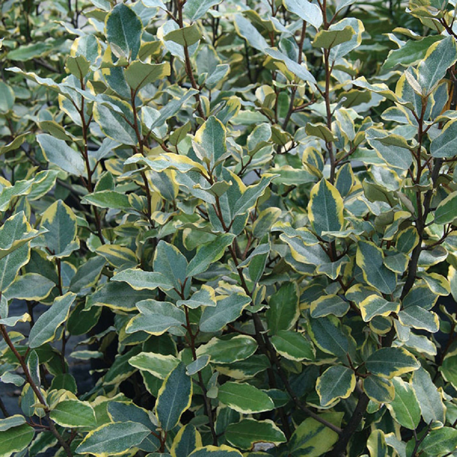 Olive Martini Elaeagnus (2 Gallon) Variegated Evergreen Shrub with Yellow and Green Foliage - Full Sun Live Outdoor Plant - Southern Living Plant Collection