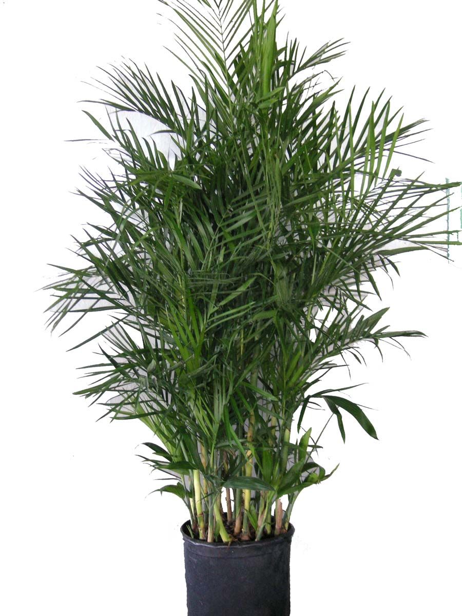 Wekiva Foliage - Bamboo Palm - Live Plant in an 10 inch Growers Pot -Chamaedorea Seifrizii - Beautiful Clean Air Indoor Outdoor Houseplant