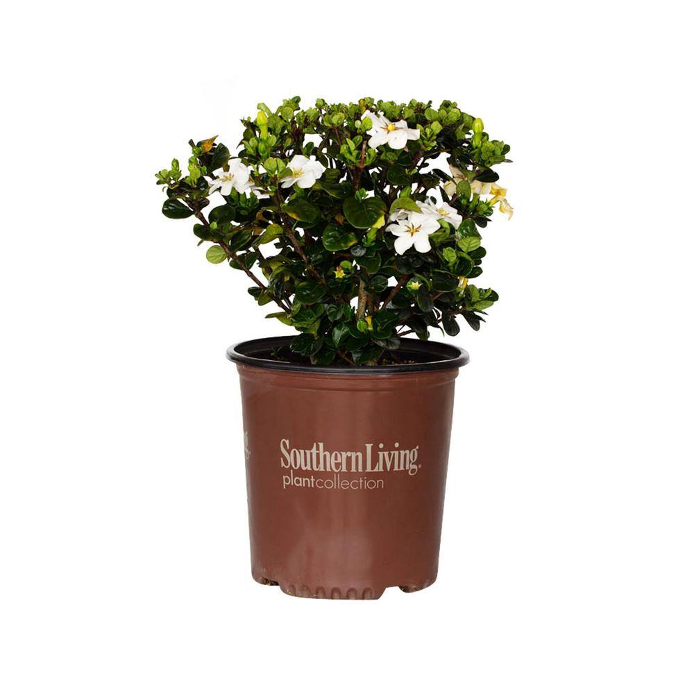 SOUTHERN LIVING 2 Gal. Diamond Spire Gardenia Live Evergreen Shrub with White Fragrant Blooms 86552