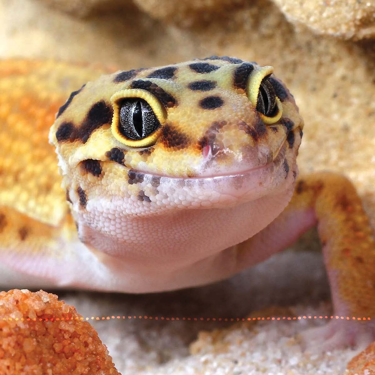 Leopard Gecko Manual