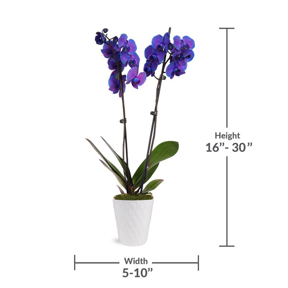 Just Add Ice Premium Purple Watercolor Orchid (Phalaenopsis) Plant in 5 in. White Ceramic Pottery J5064