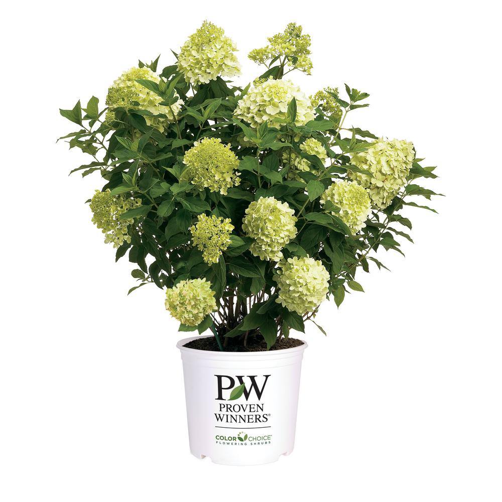 PROVEN WINNERS 2 Gal. Limelight Prime Hydrangea Shrub with Green to Pink Flowers 14719