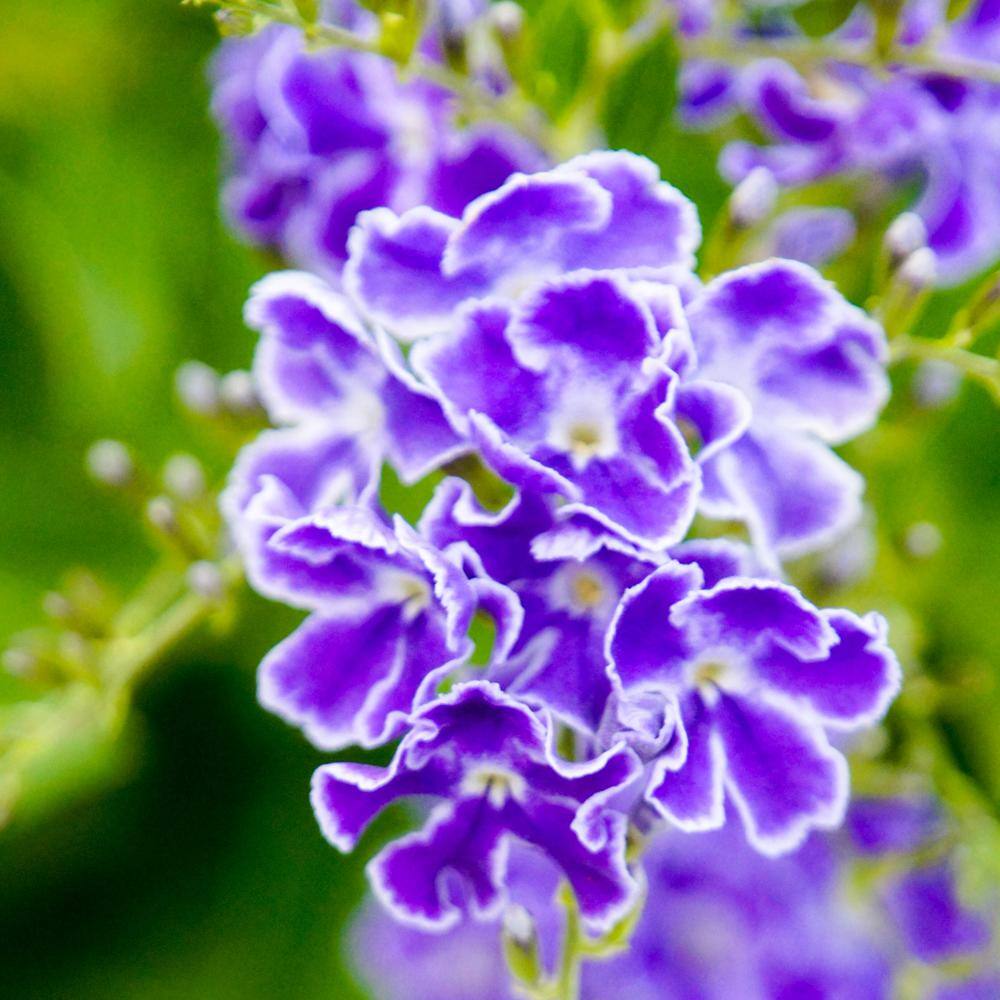 ALTMAN PLANTS Lone Star Growers 8 qt. Skyflower shrub (Duranta Erecta Sweet Memories) Purple blooms 0872605