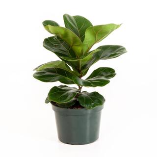 United Nursery Little Fiddle Leaf Fig Ficus Lyrata in 6 inch Grower Pot 26646