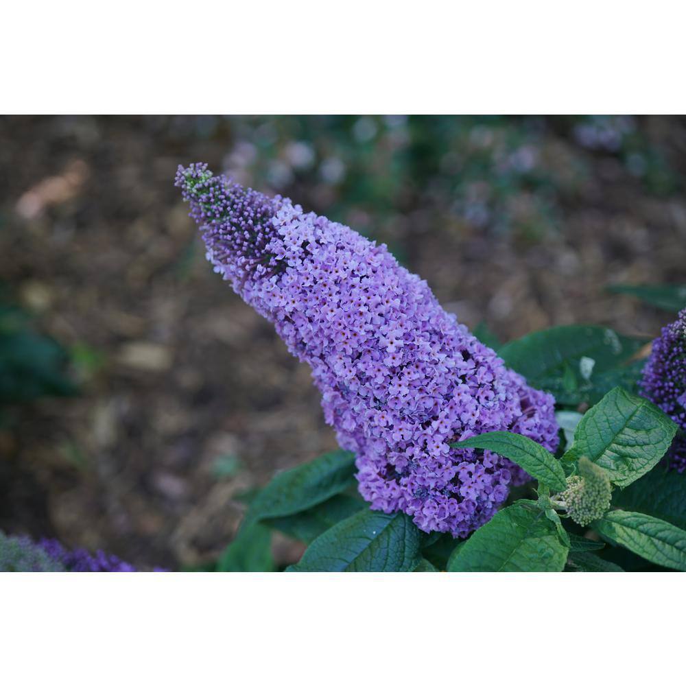 PROVEN WINNERS 2 Gal. Pugster Amethyst Buddleia Shrub with Purple Blooms and Rich Green Foliage 14736