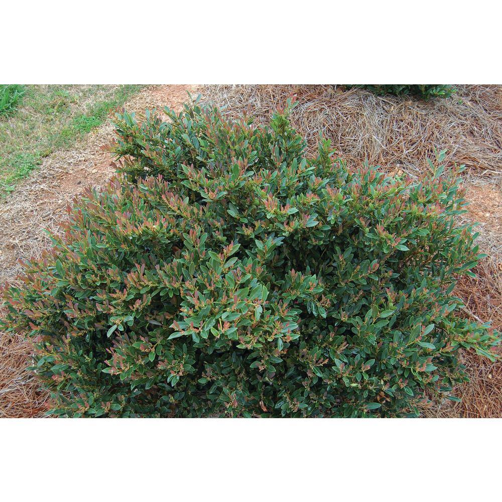 Vigoro 3 Gal. Blue Cascade Distylium Evergreen Shrub with Cascading Blue Green Foliage and Maroon New Growth 10869