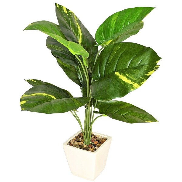 22 Pothos Plant