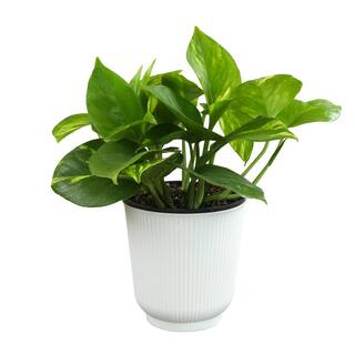 ALTMAN PLANTS Decorative Golden Pothos Houseplant Air Purifying Indoor Plant Gift in 4.25 in. White Pot 0873202