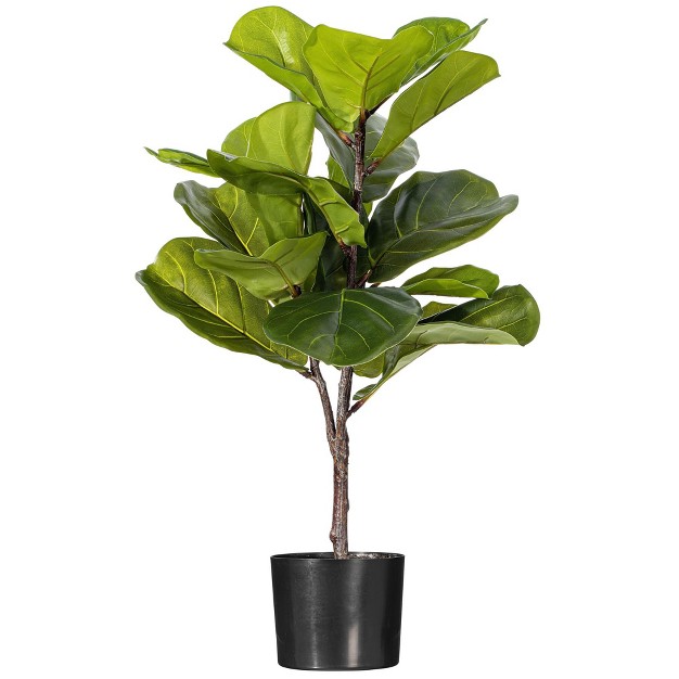 Green Fiddle Leaf Plant In Black Pot.