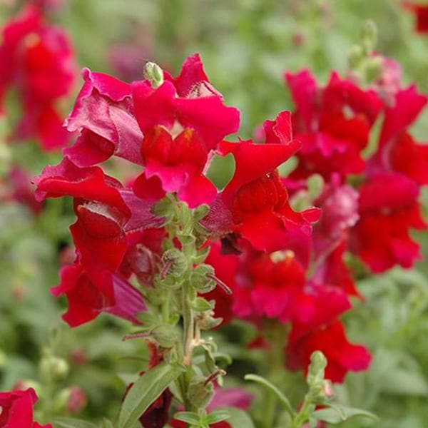 Antirrhinum, Snapdragon (Red) - Plant