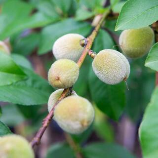 Perfect Plants 4-5 ft. Tall Tropic Snow Peach Tree Low Chill Hour White peach Variety THD00576