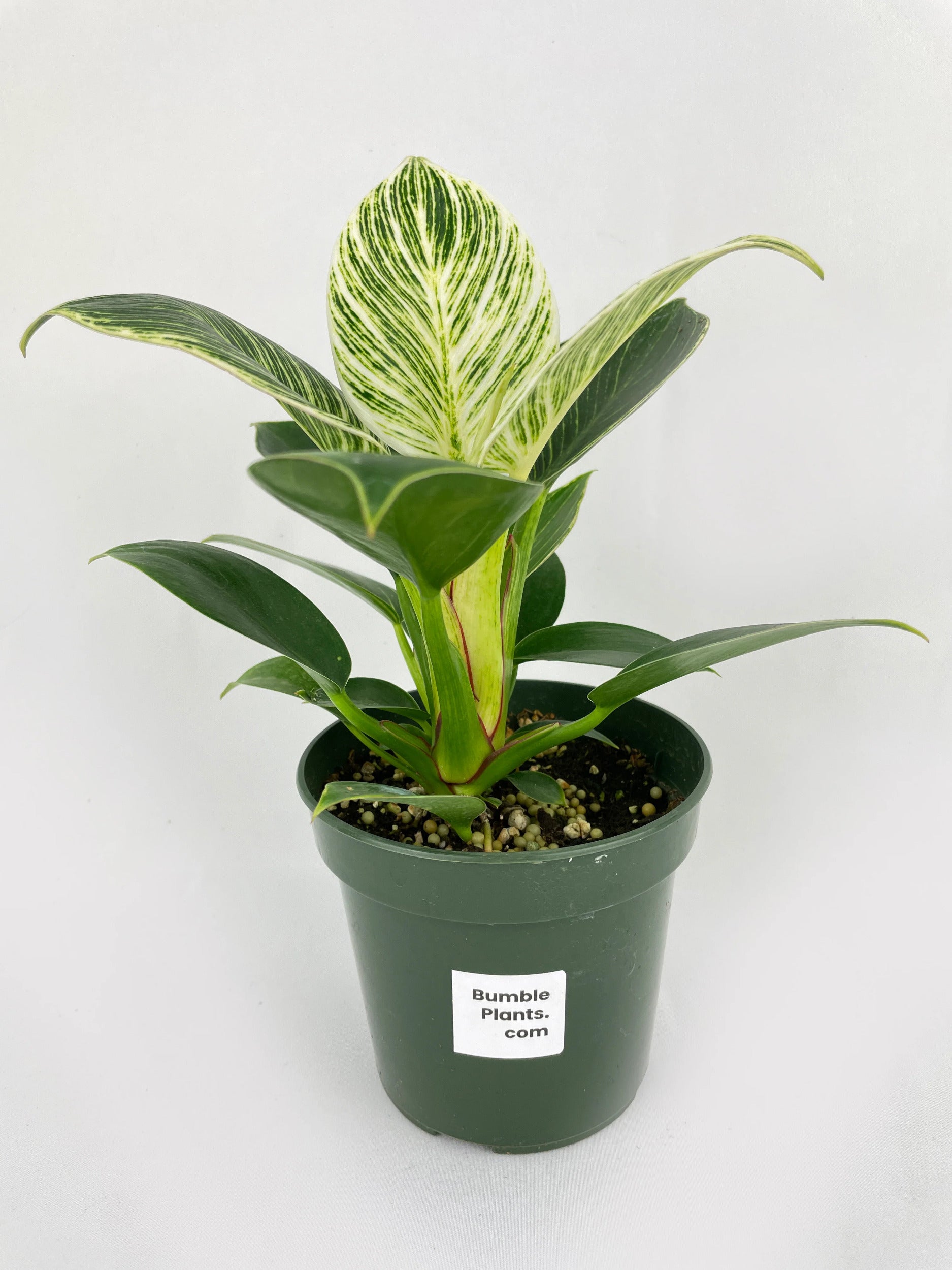 Philodendron Birkin Variegata