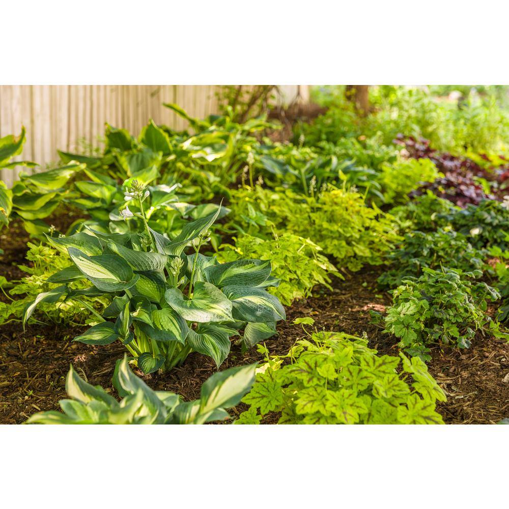 PROVEN WINNERS 1 Gal. Shadowland Hudson Bay (Hosta) Live Plant Variegated Foliage HOSPWP2046102