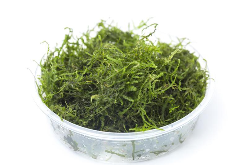 Flame Moss (Taxiphyllum 'Flame') Live Aquarium Plants BUY2 GET1 FREE