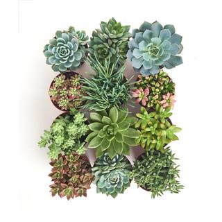 Shop Succulents 4 in. Assorted Succulent Collection Succulent (Collection of 12) A4-12