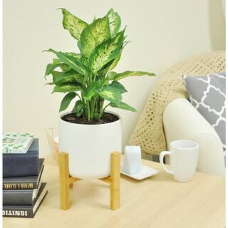 Vigoro 6 in. Sansevieria Pothos ZZ Dieffenbachia Siam and Ponytail Plant in White Decor Planter (6 Pack) M-6FOL-S-APV-06