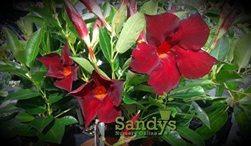 Mandevilla Tropical Plant， Garden Crimson Red Flower， 3 Inch Pot