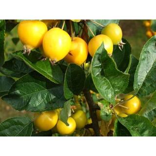 Online Orchards Harvest Gold Flowering Crabapple Tree Bare Root FLCA005