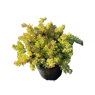 Cesicia 5 Stonecrop Sedum Plants in 5 Separate in. Pots (5-Pack) W-FXO-95