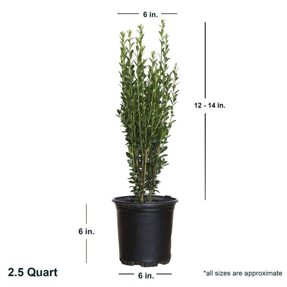 FLOWERWOOD 2.5 Qt. Sky Pencil Japanese Holly(Ilex) Live Plant Upright Growth Habit 3120Q
