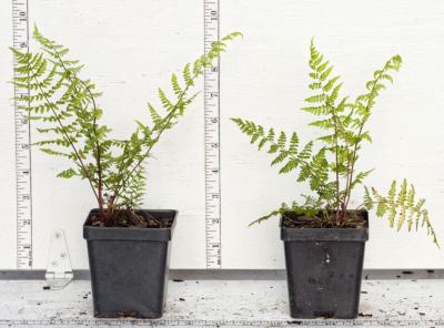 Classy Groundcovers - Lady Fern Northern Lady Fern {25 Pots - 3 1/2 inch Square}