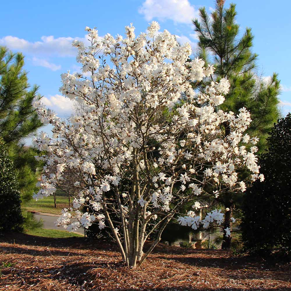 Royal Star Magnolia Tree