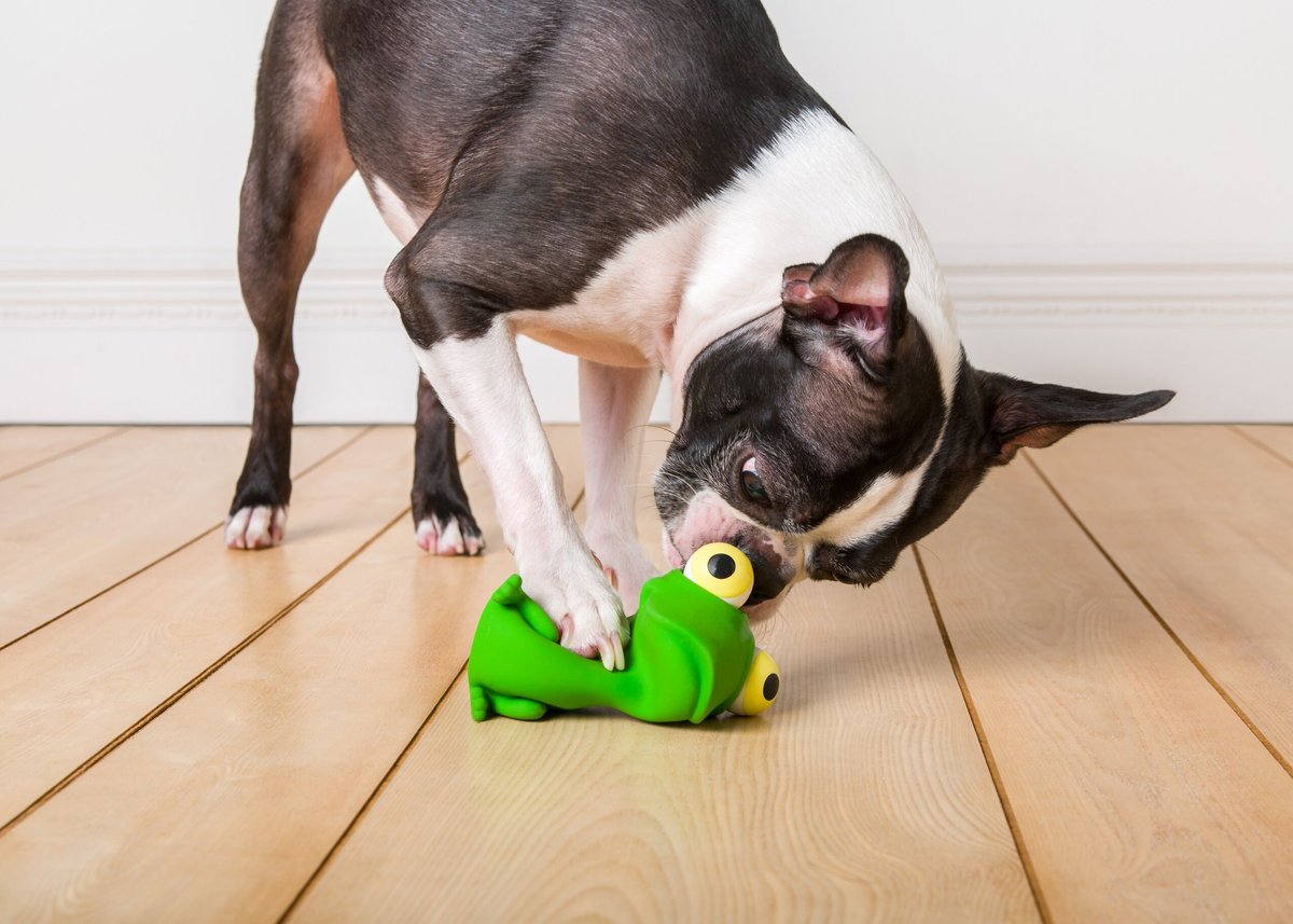 Hartz Bug Eyes Squeak Latex Dog Toy， Character Varies