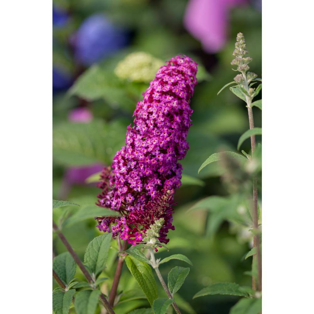 FIRST EDITIONS 3 Gal. Funky Fuchsia Butterfly Bush Flowering Shrub with Fragrant Reddish-Pink Flowers BBBUD33FUH1PK