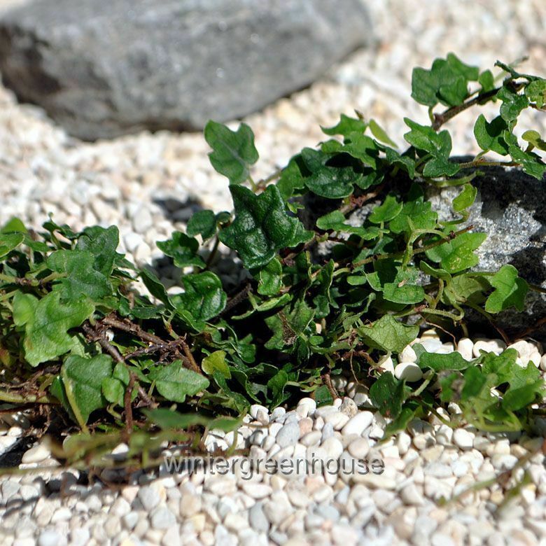 Ficus Pumila， Quercifolia Minima， Tiny Oak Leaf Creeping Fig - Pot Size: 3