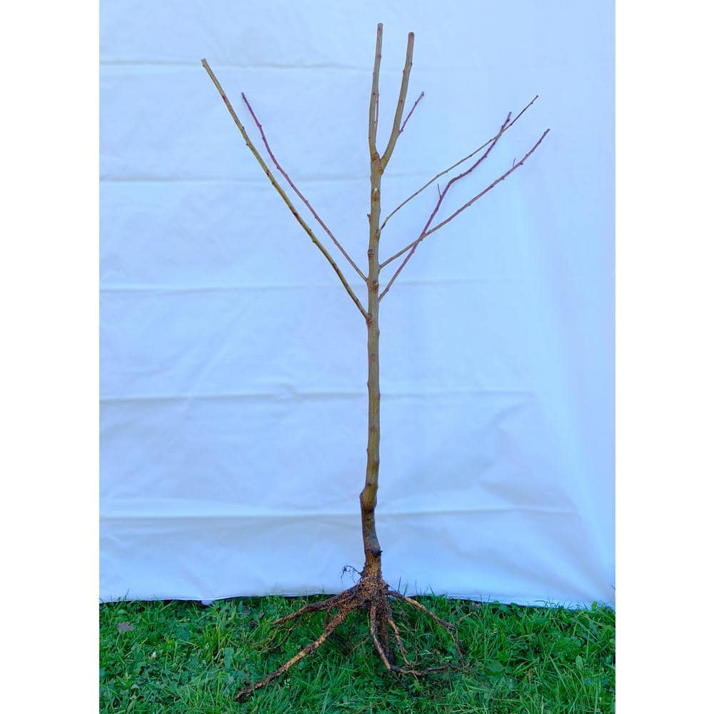 Online Orchards Dwarf Italian Plum Tree Bare Root FTPL001